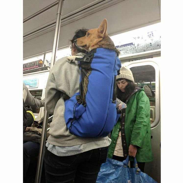 담겨있지 않은 개는 뉴욕 지하철을 탈 수 없습니다 이미지 #2