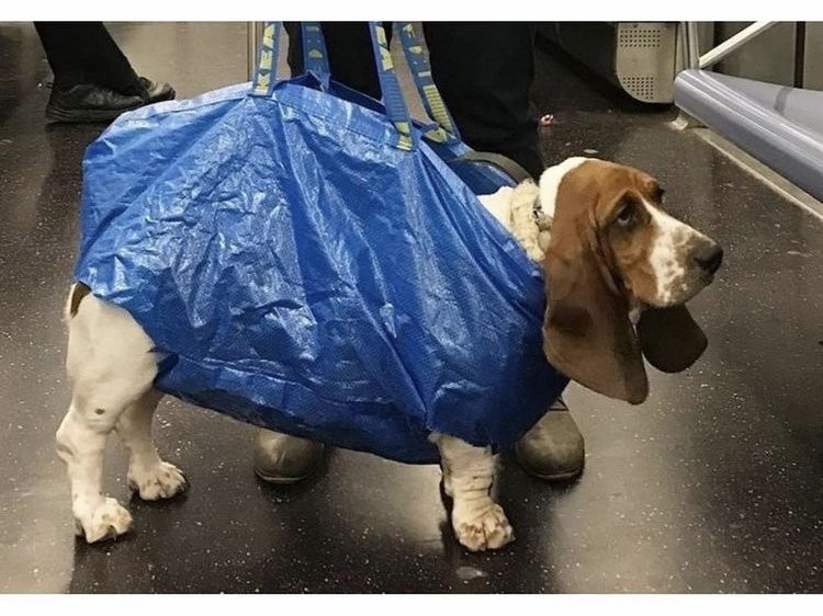 담겨있지 않은 개는 뉴욕 지하철을 탈 수 없습니다 이미지 #3