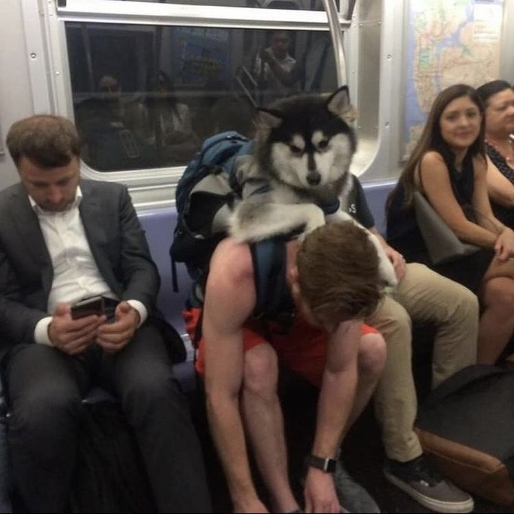 담겨있지 않은 개는 뉴욕 지하철을 탈 수 없습니다 이미지 #4