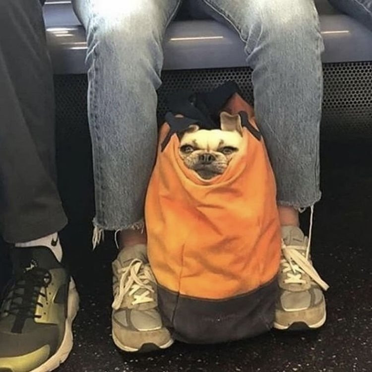 담겨있지 않은 개는 뉴욕 지하철을 탈 수 없습니다 이미지 #5