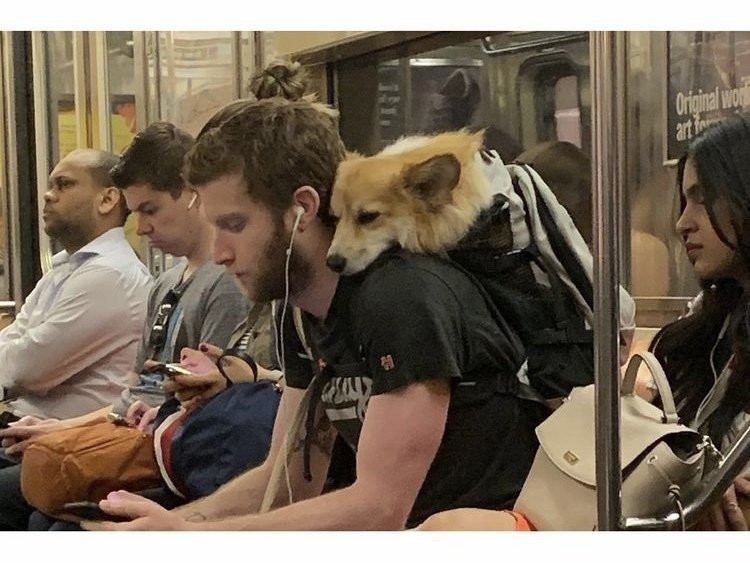 담겨있지 않은 개는 뉴욕 지하철을 탈 수 없습니다 이미지 #6