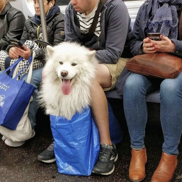 담겨있지 않은 개는 뉴욕 지하철을 탈 수 없습니다 이미지 #7