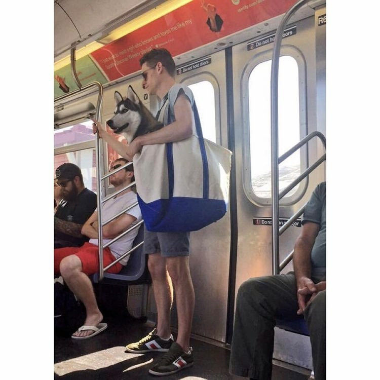 담겨있지 않은 개는 뉴욕 지하철을 탈 수 없습니다 이미지 #8