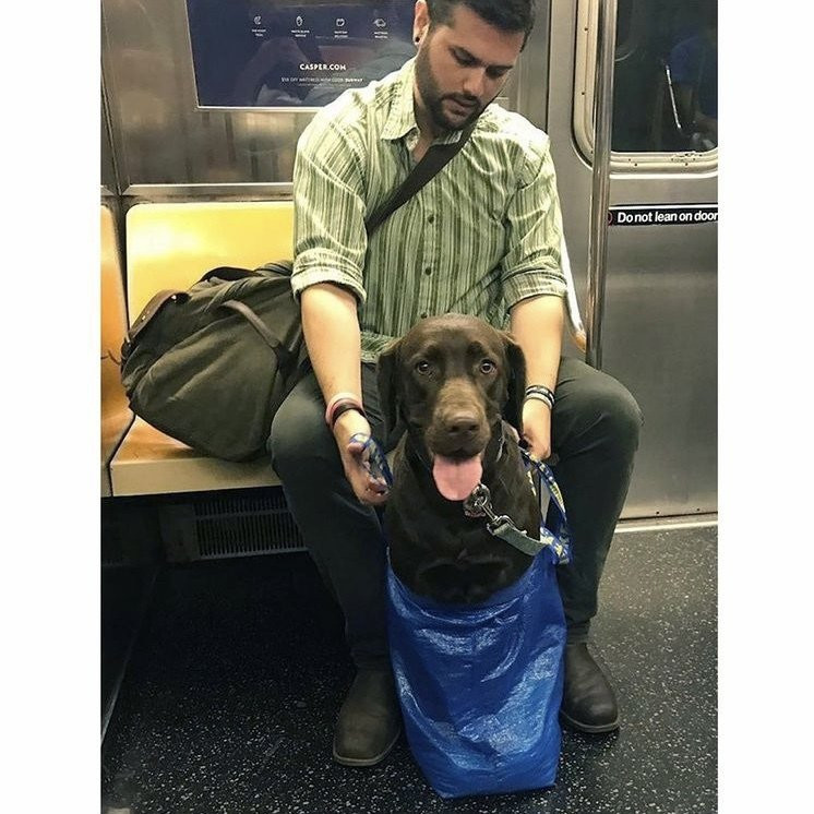 담겨있지 않은 개는 뉴욕 지하철을 탈 수 없습니다 이미지 #9
