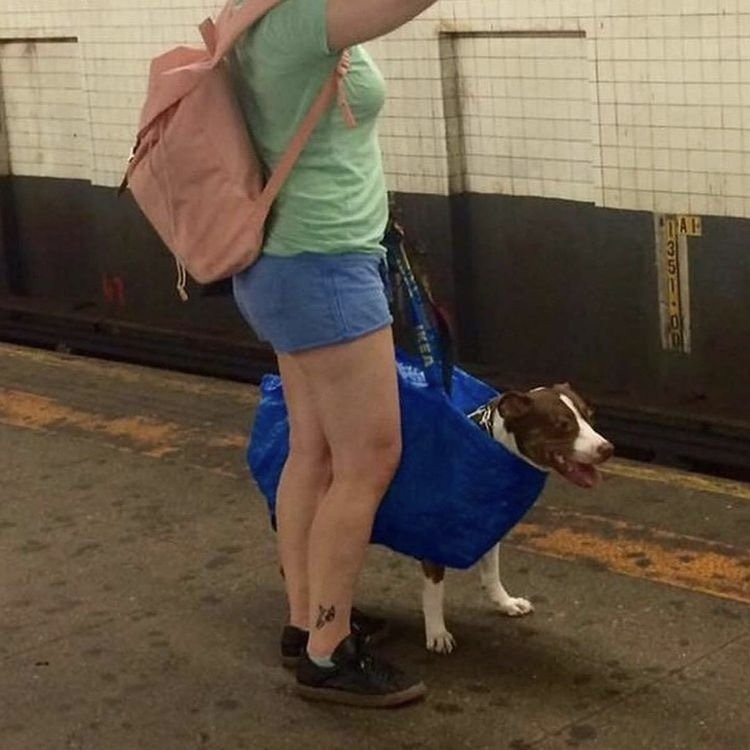 담겨있지 않은 개는 뉴욕 지하철을 탈 수 없습니다 이미지 #10