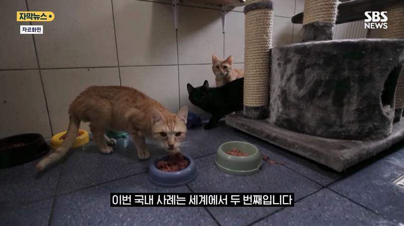 국내 첫 '고양이 집단 폐사'…감염 경로 추적 중 이미지 #10