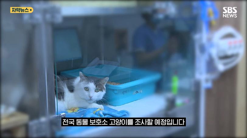 국내 첫 '고양이 집단 폐사'…감염 경로 추적 중 이미지 #22