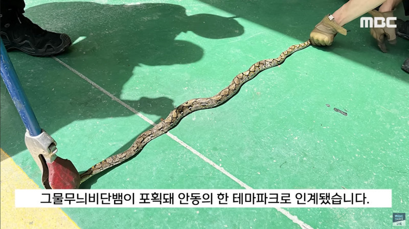 사바나왕도마뱀과 그물무늬비담뱀이 발견된 영주 이미지 #13