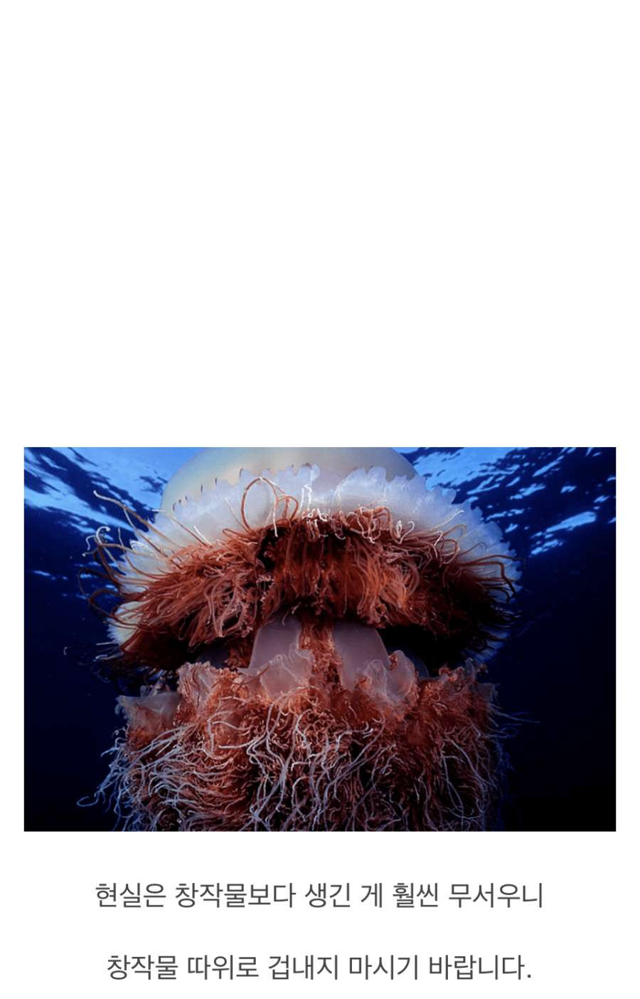 심해 해파리에 대한 환상과 진실 이미지 #2