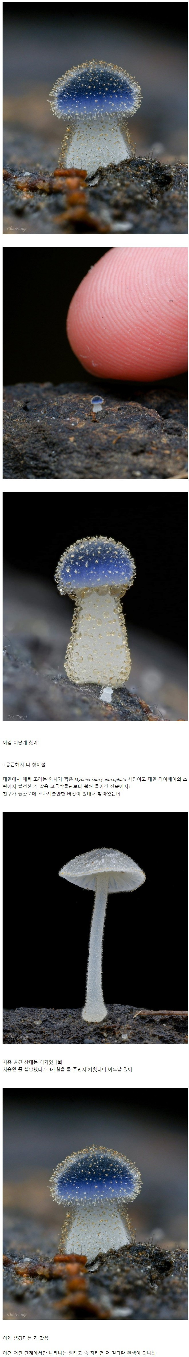 아직도 미기록종 신규 버섯이 발견되는 이유 이미지 #1